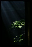 Licht im Wald 01