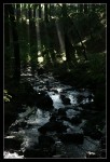 Licht im Wald 03