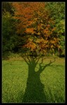 merkwrdiger Herbstbaum ...  ;-)