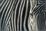 Zebra als Streifenmuster